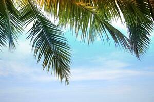 Green leave of coconut palm tree background photo