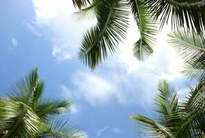 Green leave of coconut palm tree background photo