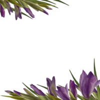 Aquarell Gladiolen Pflanze. Blumen- Rahmen mit violett Blumen, Knospen und Blätter Hand gemalt Illustration botanisch Design zum Hochzeit, Einladungen und Gruß Karten png