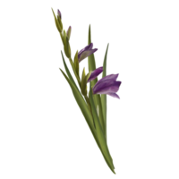 vattenfärg gladioler växt, hand dragen digital blommig illustration, lila blommor, knoppar och löv. för hälsning, inbjudningar, födelsedag kort, grafik, flygblad, klistermärken png