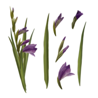 Watercolor gladioluses plant, hand drawn digital floral illustration, set of flowers, buds and leaves.  for greeting, invitations, birthday cards, prints, flyer, stickers png