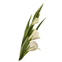 vattenfärg gladioler växt, hand dragen digital blommig illustration, vit blommor, knoppar och löv. design för hälsning, inbjudningar, födelsedag kort, grafik, flygblad, klistermärken png