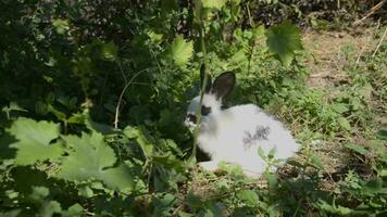 Black and white rabbit eating grass in the garden video