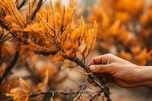 hand touching dried branch pine tree in yellow orange needles crown after fire and abnormal drought Climate change and forest ecosystem recovering Human impact on nature concept generative ai photo