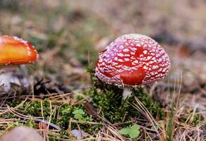 two Red fly agaric Amanita muscaria close up in autumn forest Using mushrooms in alternative and traditional medicine, topic of health and nutrition copy space photo