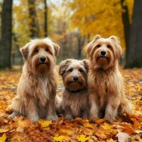 three fluffy cute ginger bearded terrier dogs sitting in autumn park walking on fallen leaves AI generated photo