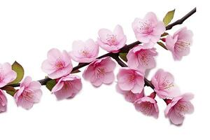 Sakura flowers isolated on white background. AI Generated photo