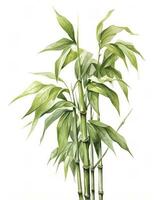 Watercolor bamboo clipart isolated on white background. AI Generated photo
