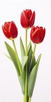 Red tulips isolated on white background. AI Generated photo