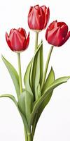 Red tulips isolated on white background. AI Generated photo