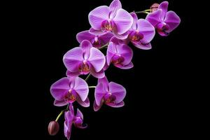 Pink Orchid isolated on black  background. AI Generated photo