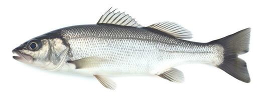 One fresh sea bass fish isolated on white background. AI Generated. photo