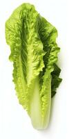 Lettuce isolated on white background. AI Generated photo