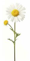 Common daisy isolated on white background. AI Generated photo