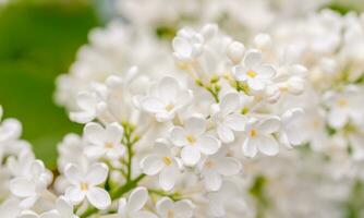 White lilac flowers blossom photo