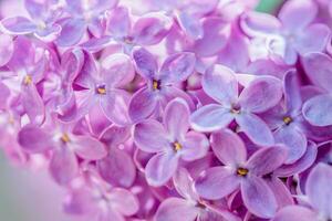 Pink purple lilac flowers photo