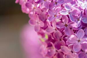 Pink lilac flowers blossom photo