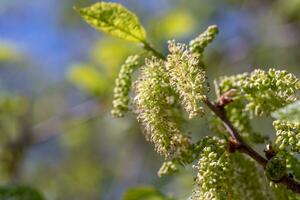 Mulberry growing on a branch photo