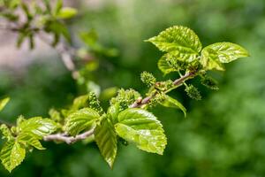 Mulberry growing on a branch photo