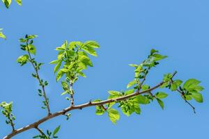 Mulberry growing on a branch photo