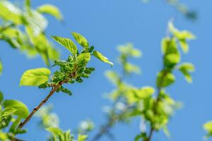 Mulberry growing on a branch photo