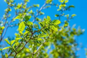 Mulberry growing on a branch photo