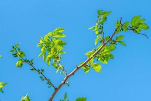 Mulberry growing on a branch photo