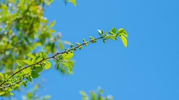 Mulberry growing on a branch photo