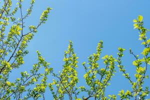 Mulberry growing on a branch photo