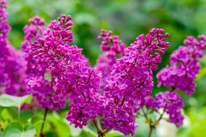 Purple lilac flowers blossom photo