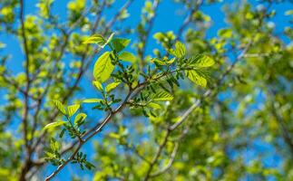 Mulberry growing on a branch photo