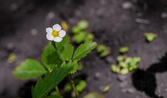 Strawberry plant with white flower photo