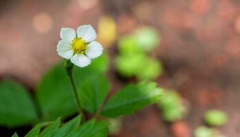 Strawberry plant with white flower photo