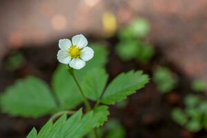 Strawberry plant with white flower photo