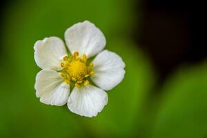 Strawberry plant with white flower photo