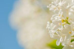 White Lilac Flowers Spring Background photo