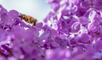 Bee on lilac flowers photo