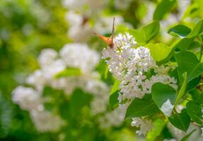 Butterfly on white lilac flowers photo