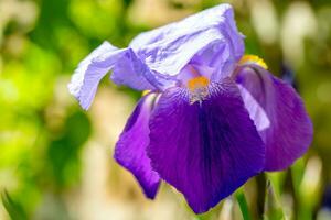 Iris flower close up photo