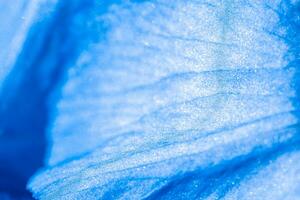 Blue petals background photo