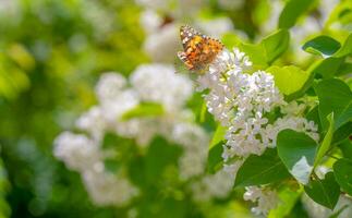 Butterfly on white lilac flowers photo