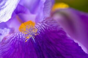 Iris flower close up photo