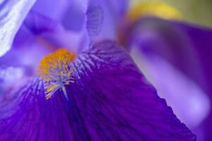 Iris flower close up photo