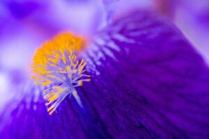 Iris flower close up photo