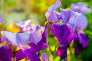 Iris flowers in garden photo