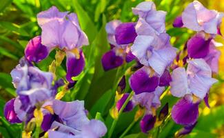 iris flores en jardín foto