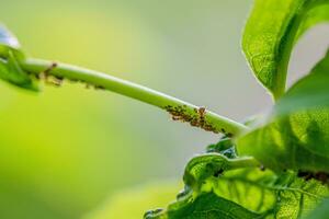 Aphids and Ants on Jasmine Plant photo