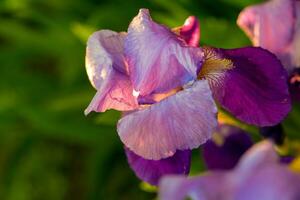 Iris flowers in garden photo