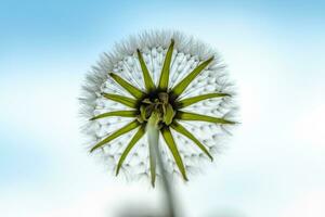 Dandelion With Seeds Close up photo