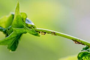 Aphids and Ants on Jasmine Plant photo